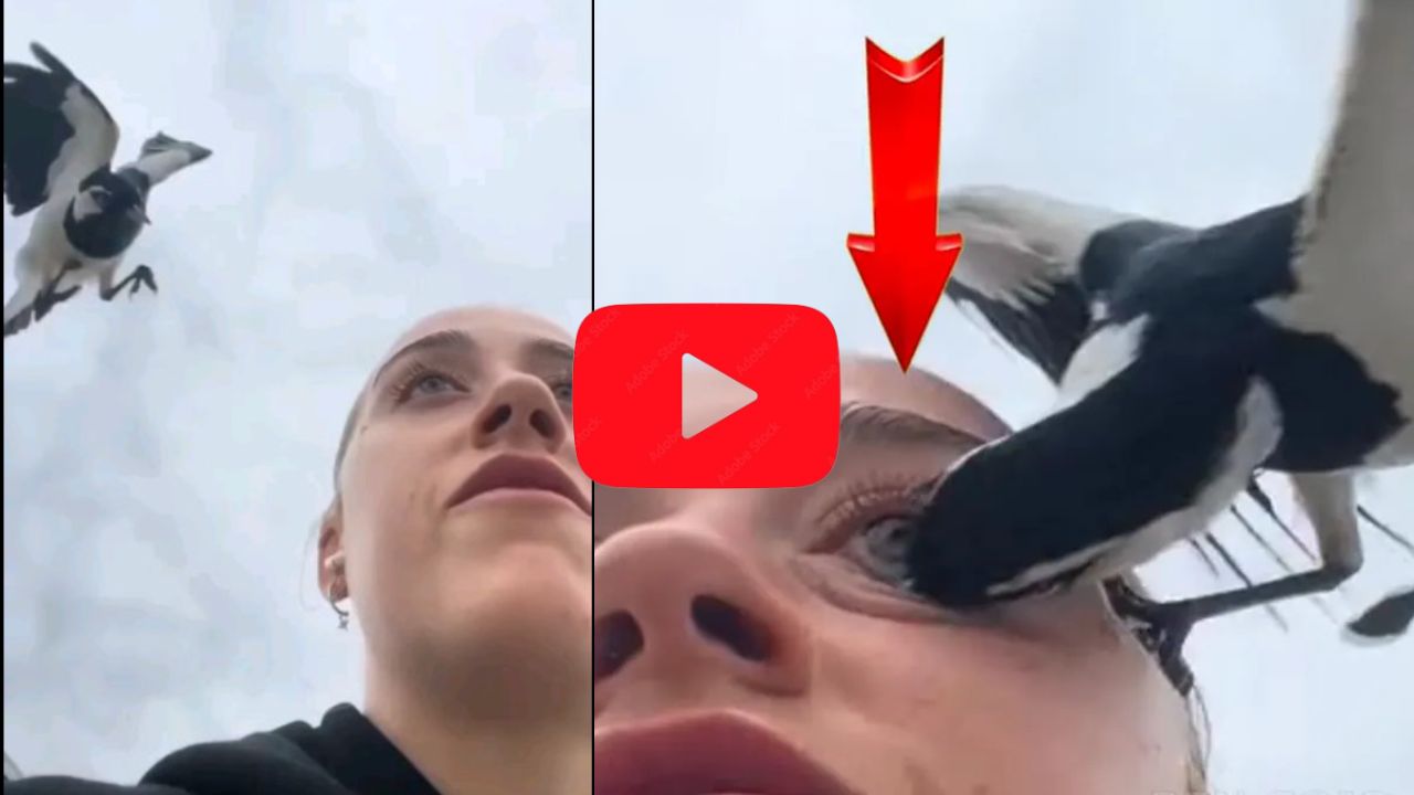 eagle attack girl video viral